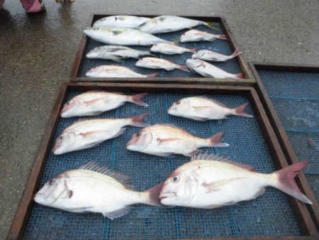 大進丸（愛知） 釣果