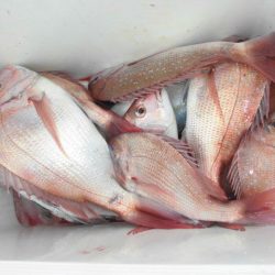 大進丸（愛知） 釣果