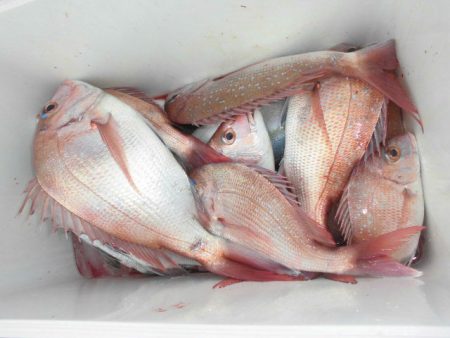 大進丸（愛知） 釣果