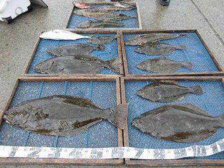 大進丸（愛知） 釣果