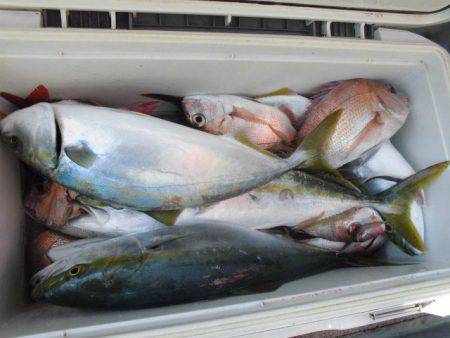 大進丸（愛知） 釣果