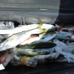 大進丸（愛知） 釣果