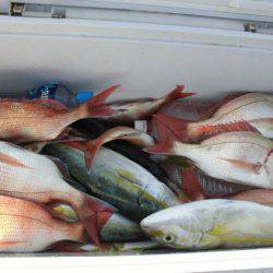 大進丸（愛知） 釣果