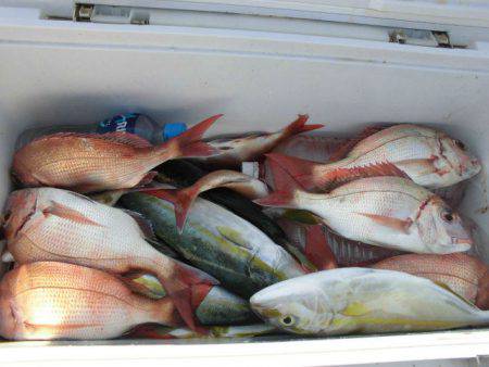 大進丸（愛知） 釣果