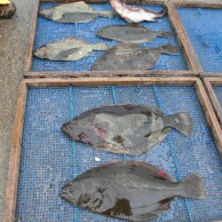 大進丸（愛知） 釣果