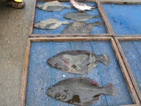 大進丸（愛知） 釣果