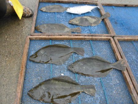 大進丸（愛知） 釣果