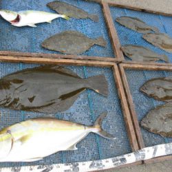 大進丸（愛知） 釣果