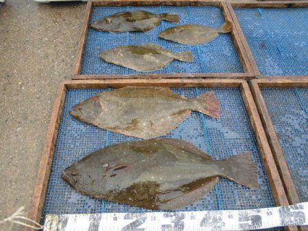 大進丸（愛知） 釣果