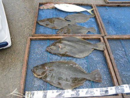 大進丸（愛知） 釣果