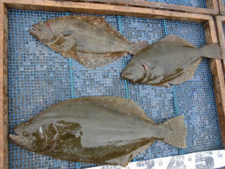 大進丸（愛知） 釣果