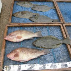 大進丸（愛知） 釣果