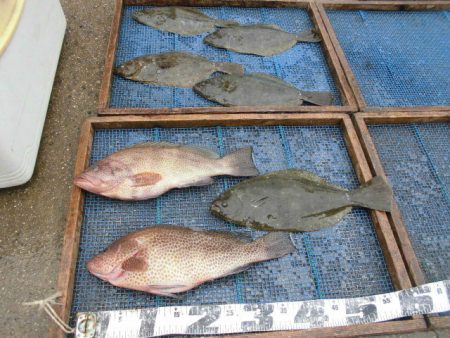 大進丸（愛知） 釣果