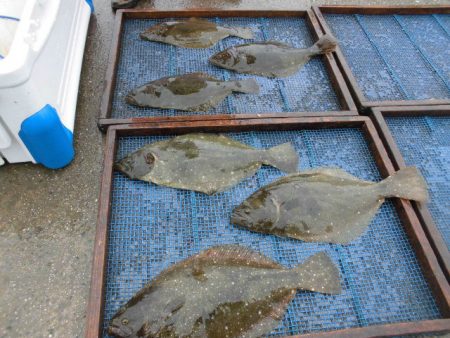 大進丸（愛知） 釣果