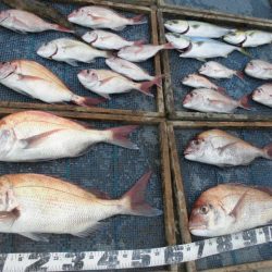 大進丸（愛知） 釣果