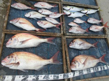 大進丸（愛知） 釣果