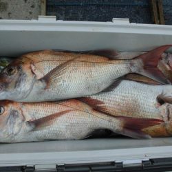 大進丸（愛知） 釣果