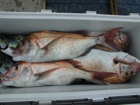 大進丸（愛知） 釣果