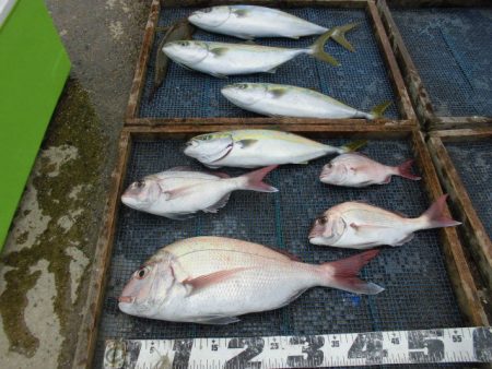 大進丸（愛知） 釣果