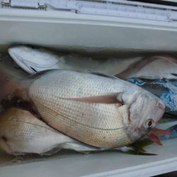 大進丸（愛知） 釣果