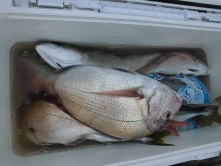 大進丸（愛知） 釣果