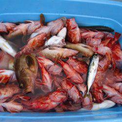 十八宝洋丸 釣果