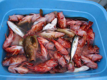 十八宝洋丸 釣果