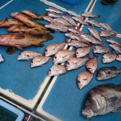 十八宝洋丸 釣果