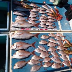 十八宝洋丸 釣果