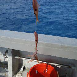 群星・むるぶし 釣果
