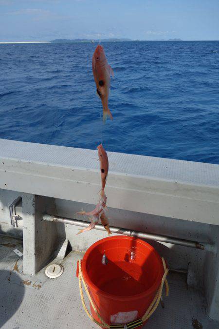 群星・むるぶし 釣果