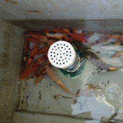 群星・むるぶし 釣果