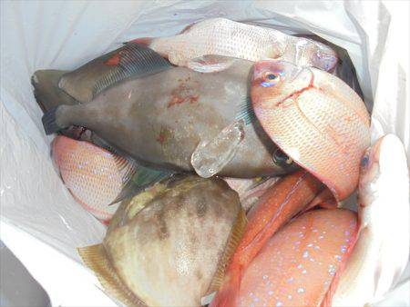 ＨＡＲＵＫＡ丸　はるかまる 釣果