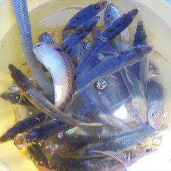 ＨＡＲＵＫＡ丸　はるかまる 釣果