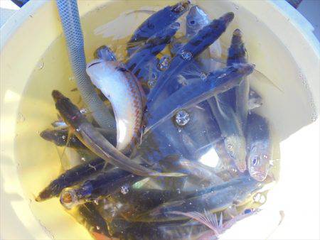 ＨＡＲＵＫＡ丸　はるかまる 釣果