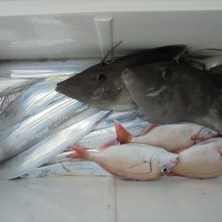 ＨＡＲＵＫＡ丸　はるかまる 釣果