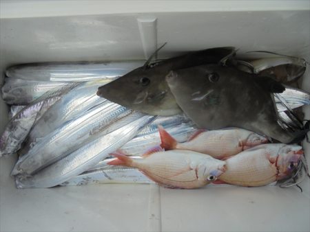 ＨＡＲＵＫＡ丸　はるかまる 釣果