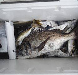 バラモン1号 釣果