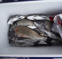 バラモン1号 釣果