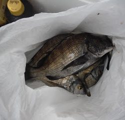 バラモン1号 釣果