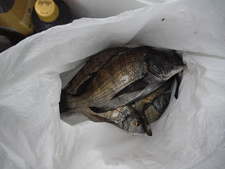 バラモン1号 釣果