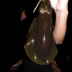 Fisherman Dreams DI 釣果