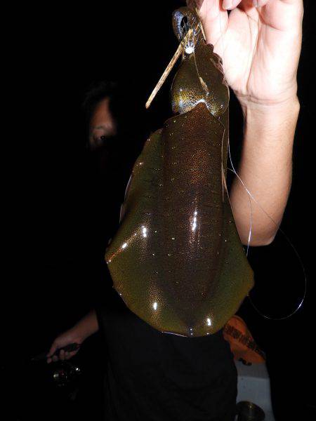 Fisherman Dreams DI 釣果