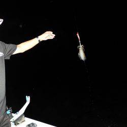 Fisherman Dreams DI 釣果