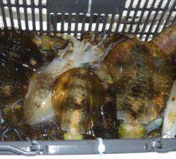 Fisherman Dreams DI 釣果