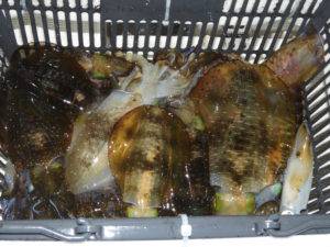 Fisherman Dreams DI 釣果