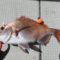 Fisherman Dreams DI 釣果