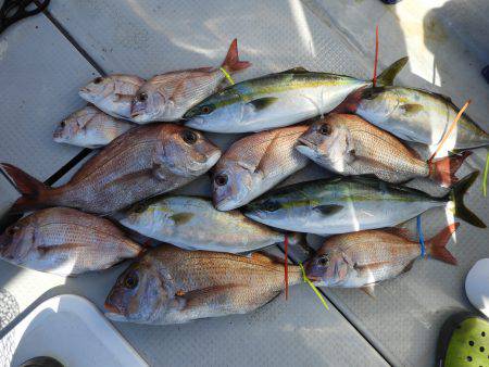 Fisherman Dreams DI 釣果