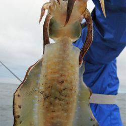 Fisherman Dreams DI 釣果