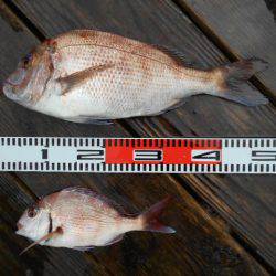 こかわ渡船　雅丸 釣果